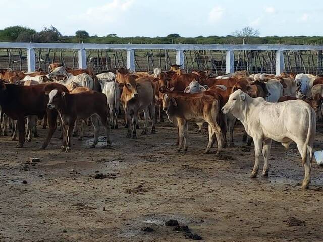 #20 - Área para Venda em Matutuine - Maputo
