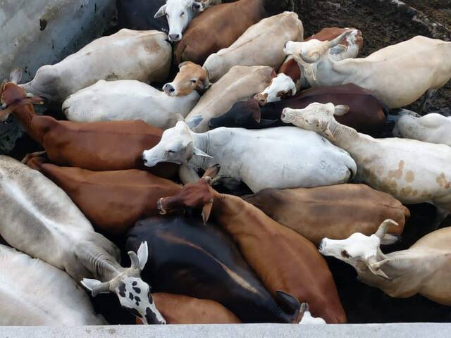 #20 - Área para Venda em Matutuine - Maputo
