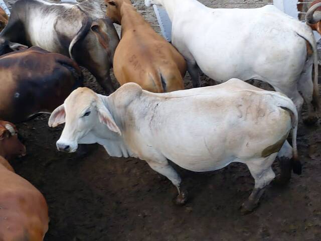 #20 - Área para Venda em Matutuine - Maputo