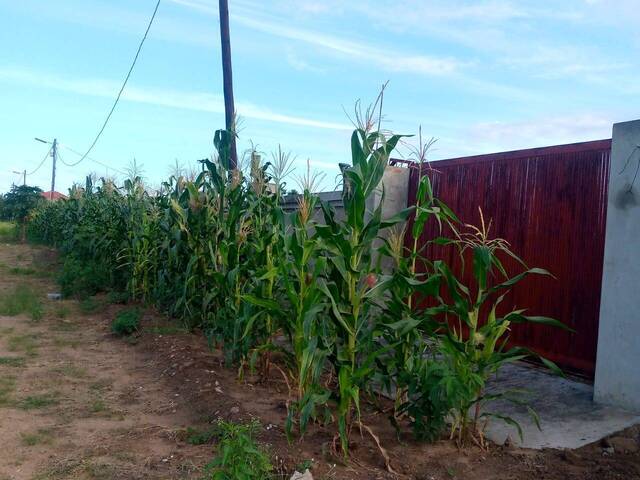 Terreno para Venda em Boane - 4