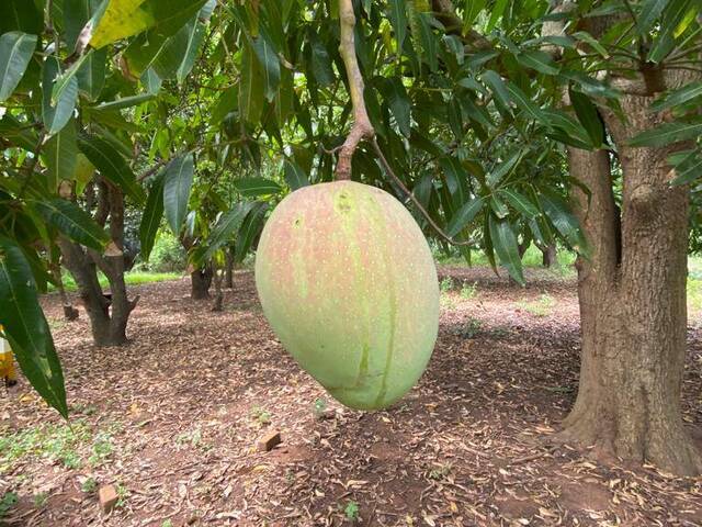 #156 - Área para Venda em Boane - Maputo - 2