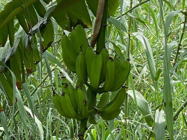 Área para Venda em Boane - 5