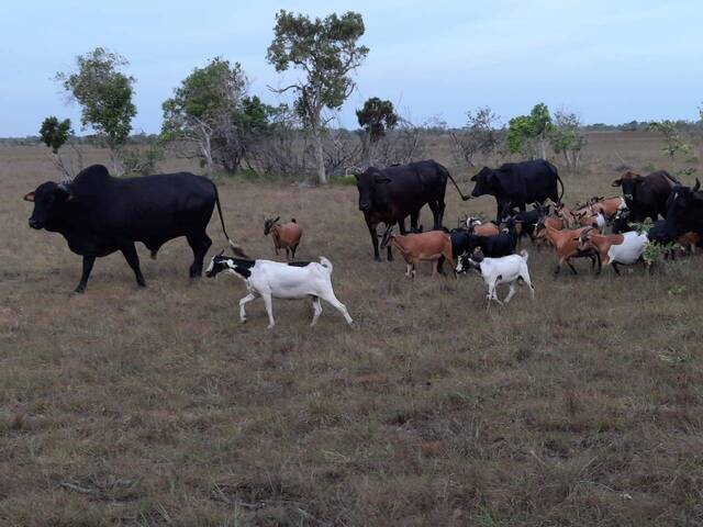 #158 - Área para Venda em Dondo - Sofala - 1
