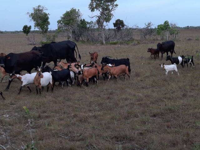 #158 - Área para Venda em Dondo - Sofala - 2
