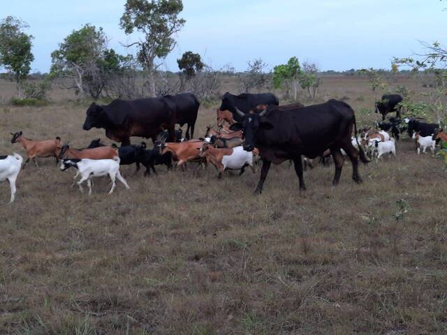 Área para Venda em Dondo - 4