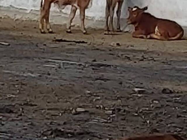 #227 - Área para Venda em Chokwe - Gaza - 2