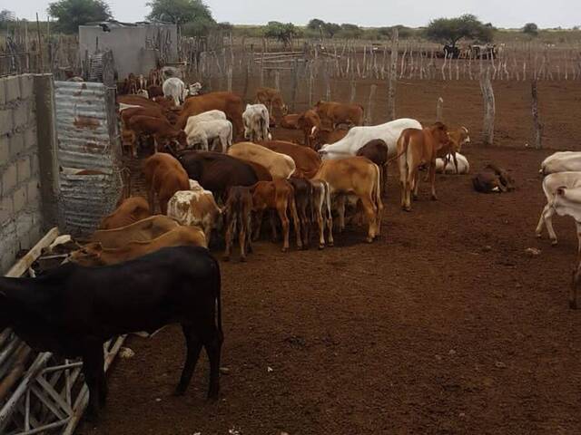 #227 - Área para Venda em Chokwe - Gaza - 3