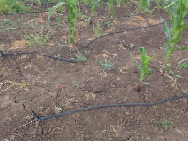 Área para Venda em Moamba - 4