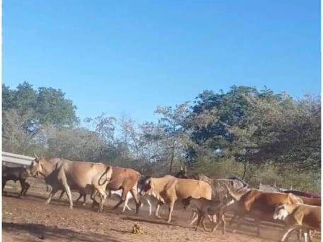#293 - Área para Venda em Moamba - Maputo - 1