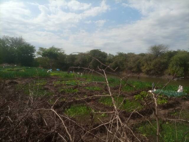 Área para Venda em Boane - 4